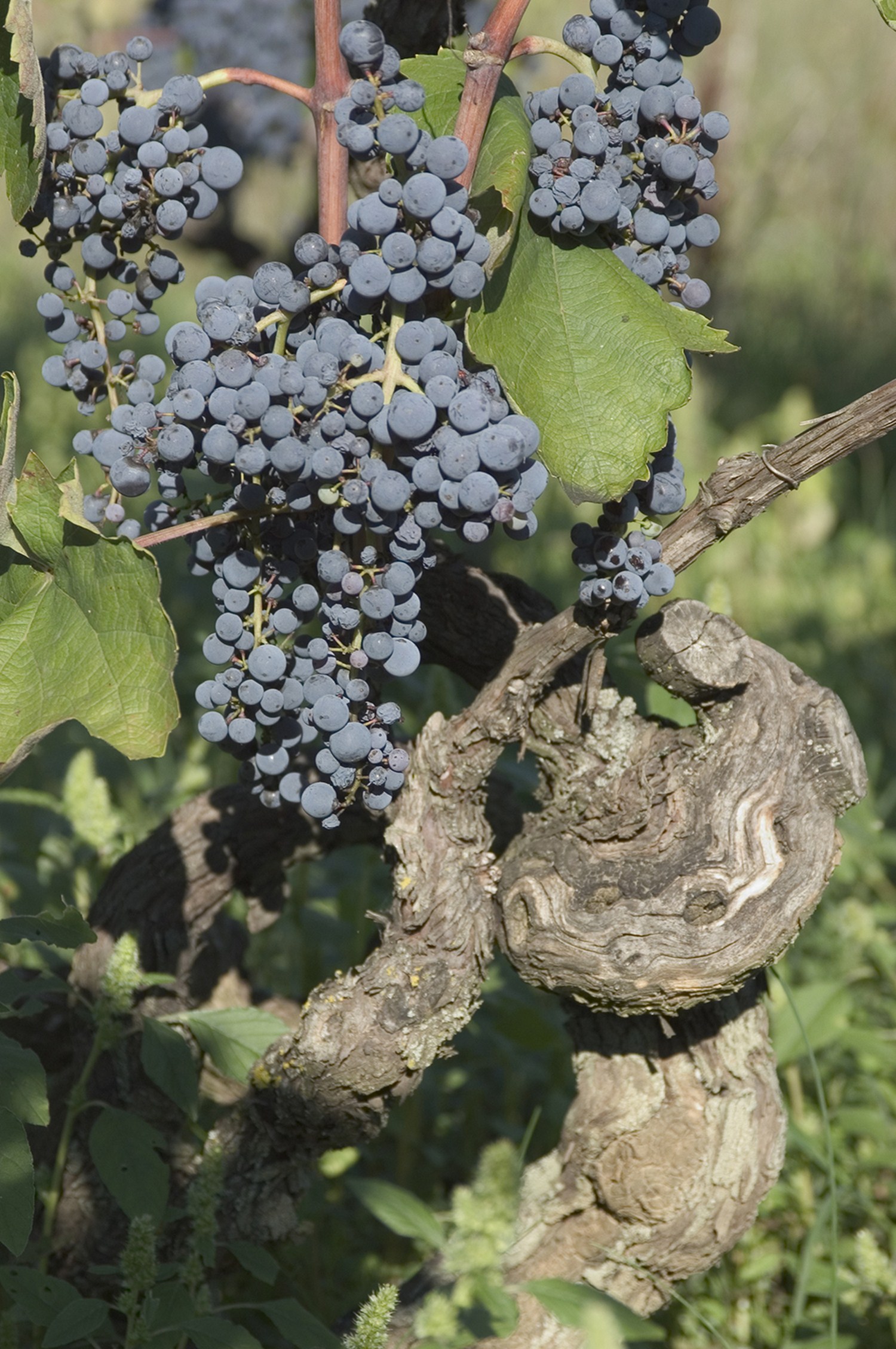 16 .Svaka je ljudska duša jedan trs